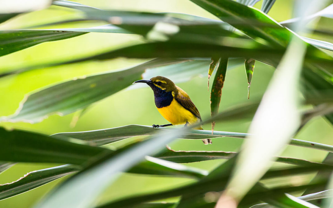 Sriganti Sunbird: Between an Endangered Population and the World of Bird Singing Contests