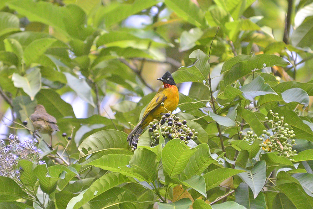 Cucak delima (Foto: Burung Indonesia/Muhammad Meisa)