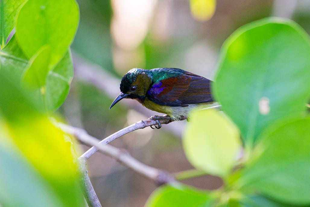 Burung-madu kelapa (Foto: Burung Indonesia/Jihad)