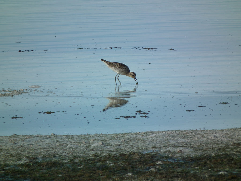 Cerek kernyut (Foto: Burung Indonesia)