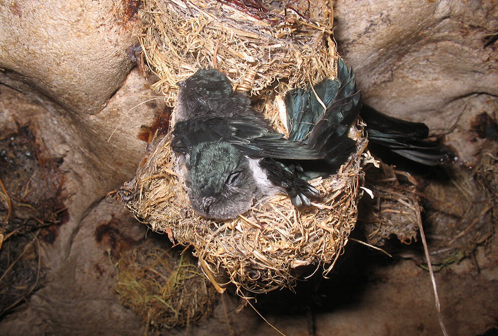 Looking at Bird Nests, Their Various Types and Complexities