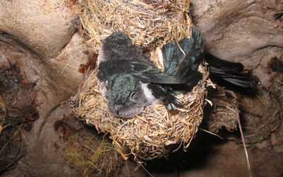 Looking at Bird Nests, Their Various Types and Complexities