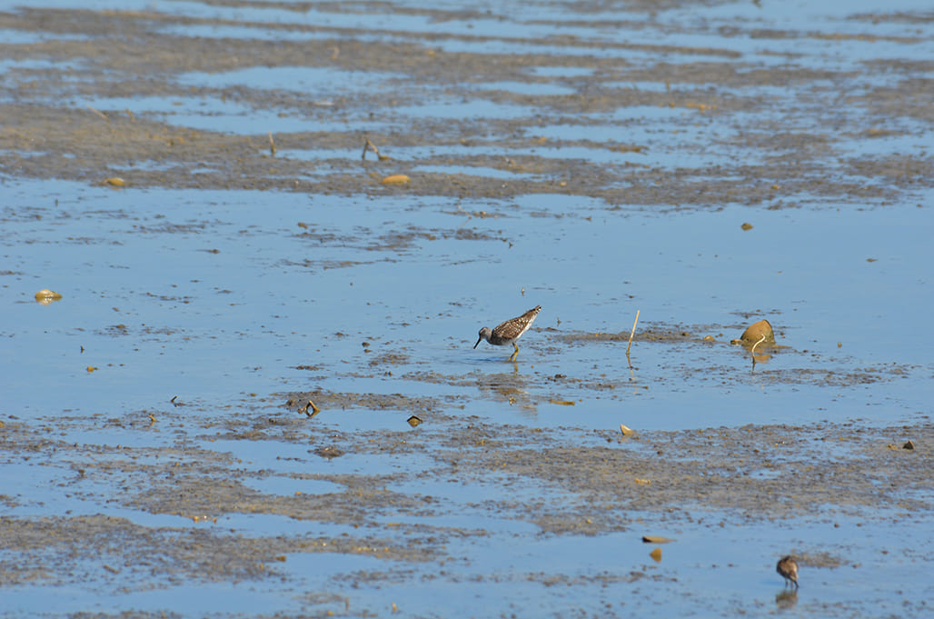 Trinil semak (Foto: Burung Indonesia)